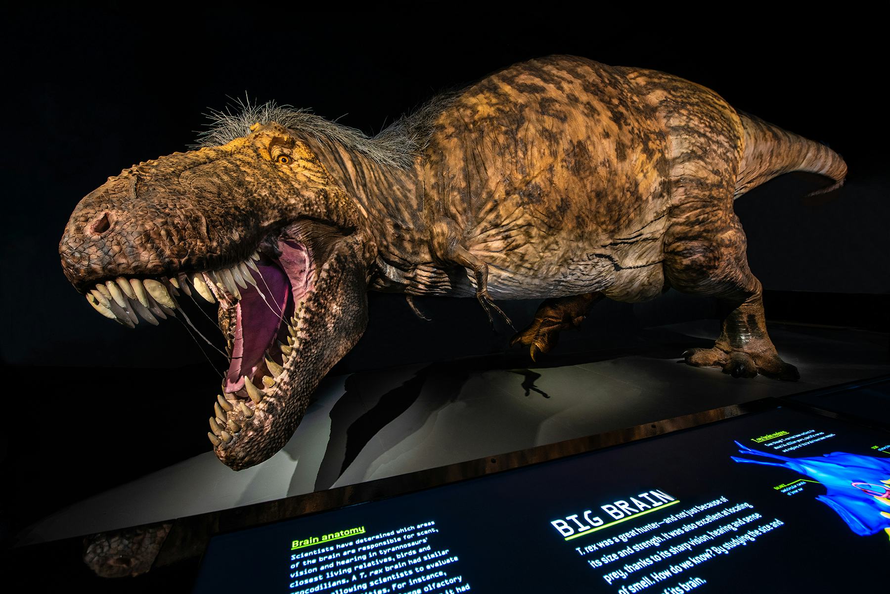Как люди узнали как выглядят динозавры T. rex: The Ultimate Predator - Perot Museum