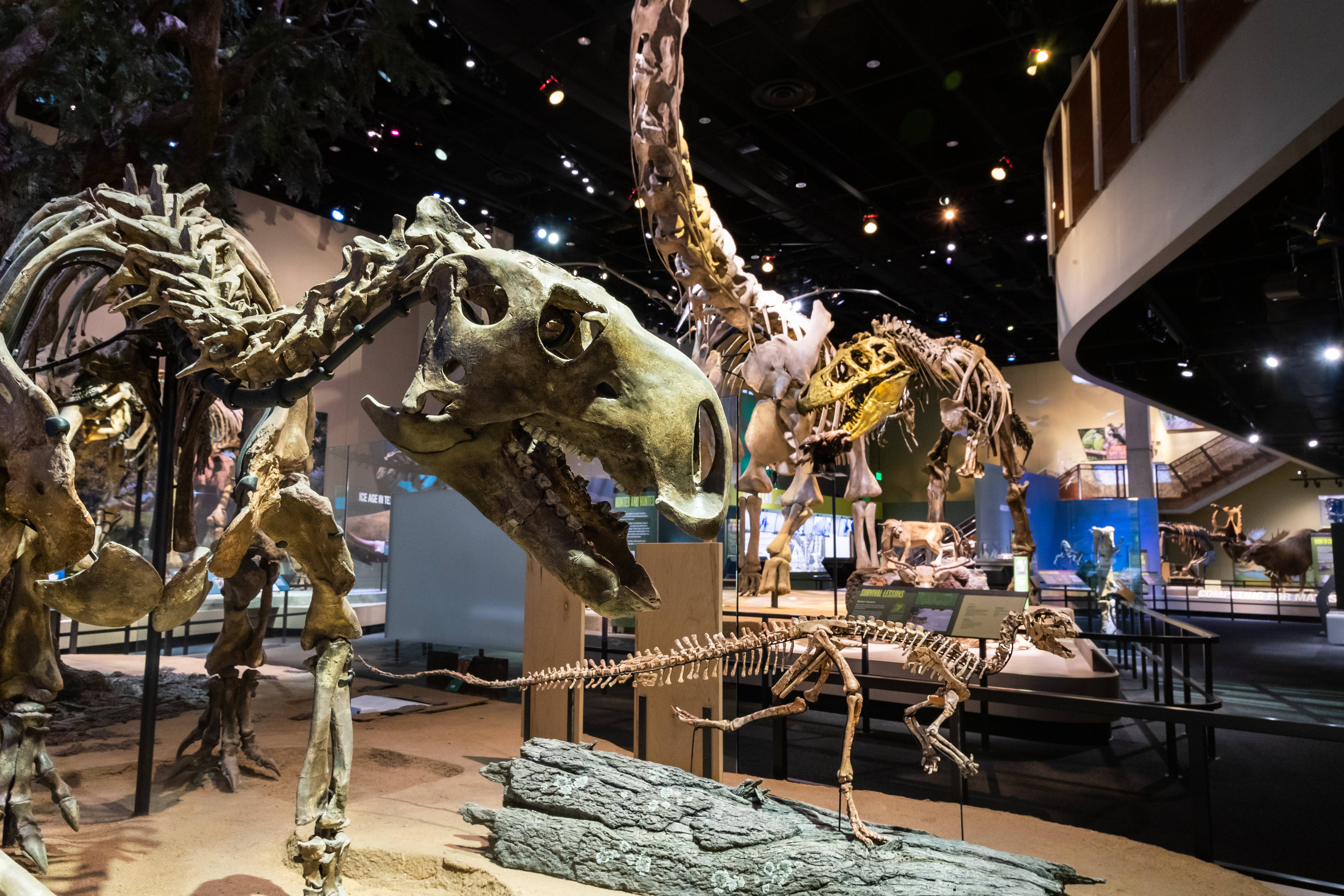Large dinosaur fossils