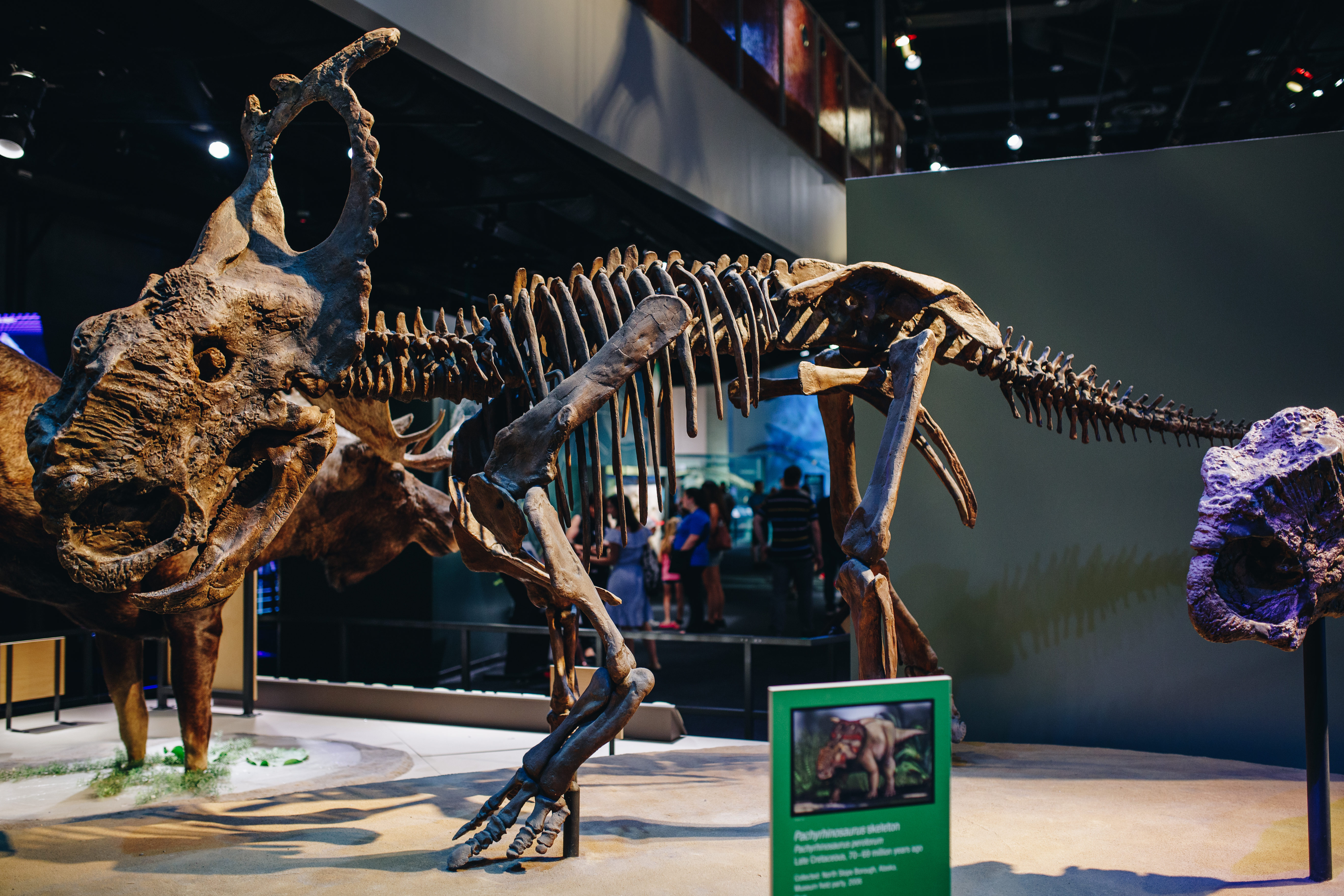 Pachyrhinosaurus skeletonon display in Life Then and Now Hall