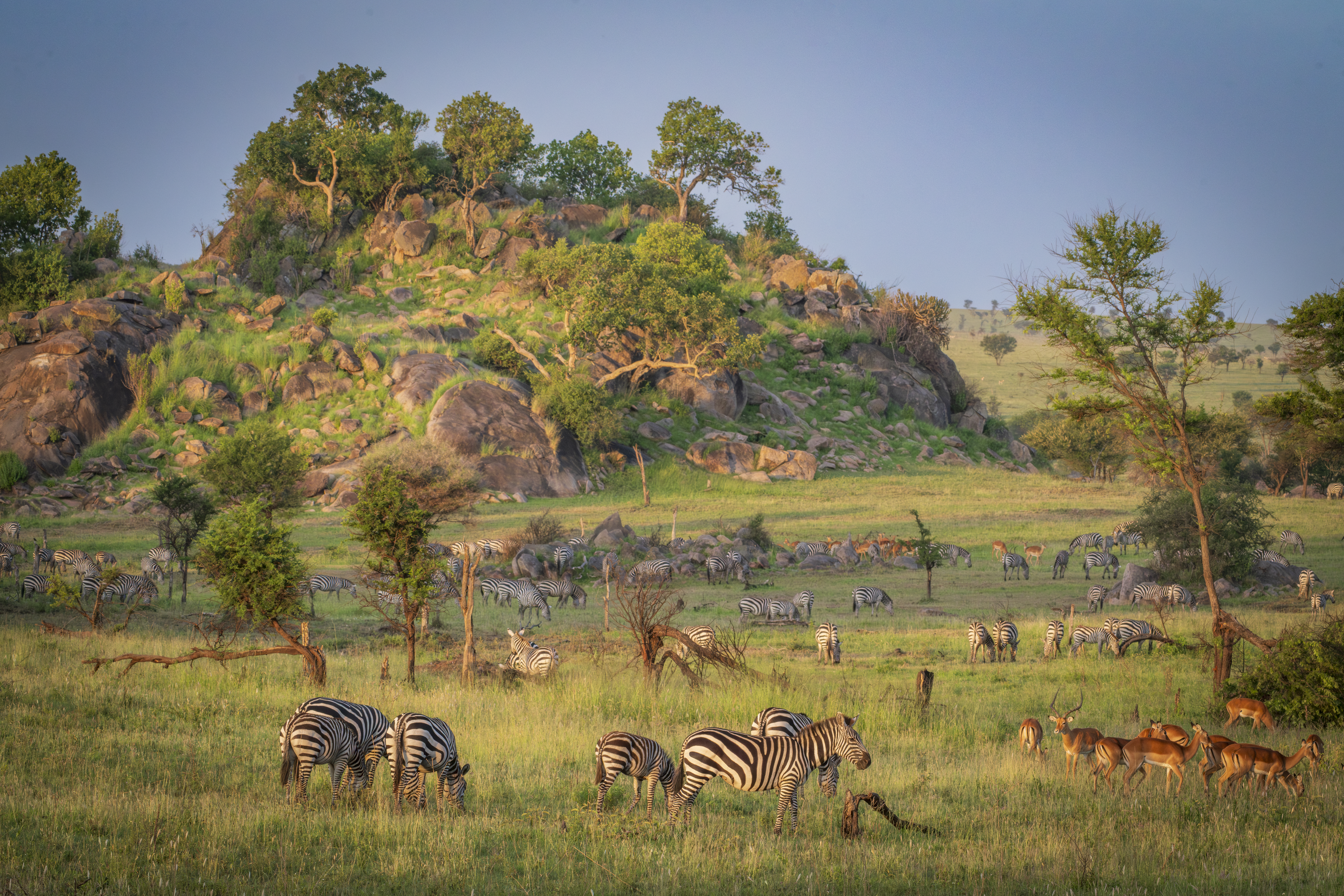 View of African Savanna with various animals in the foreground