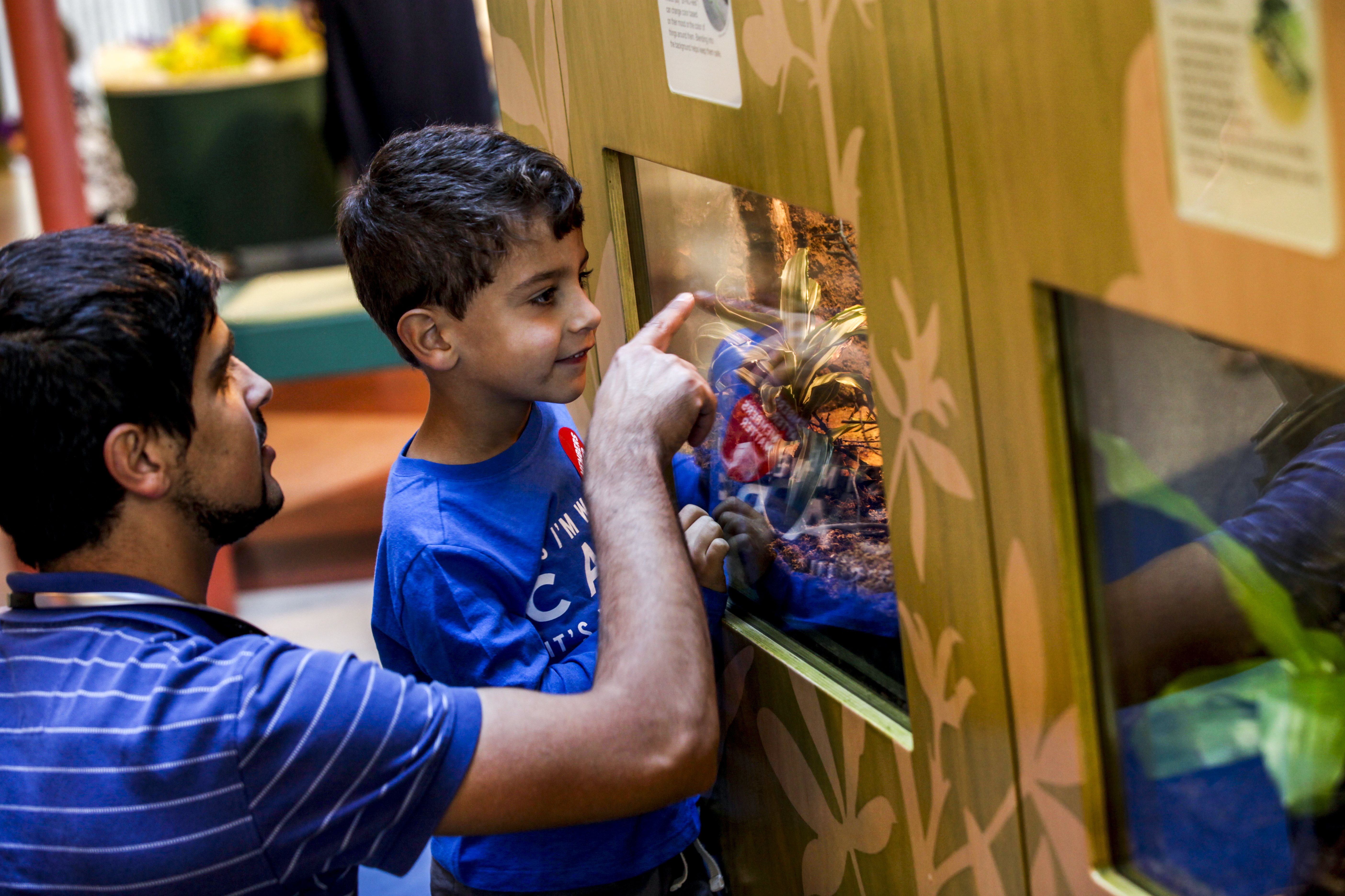 A boy and his dad looking in an exhibit window.