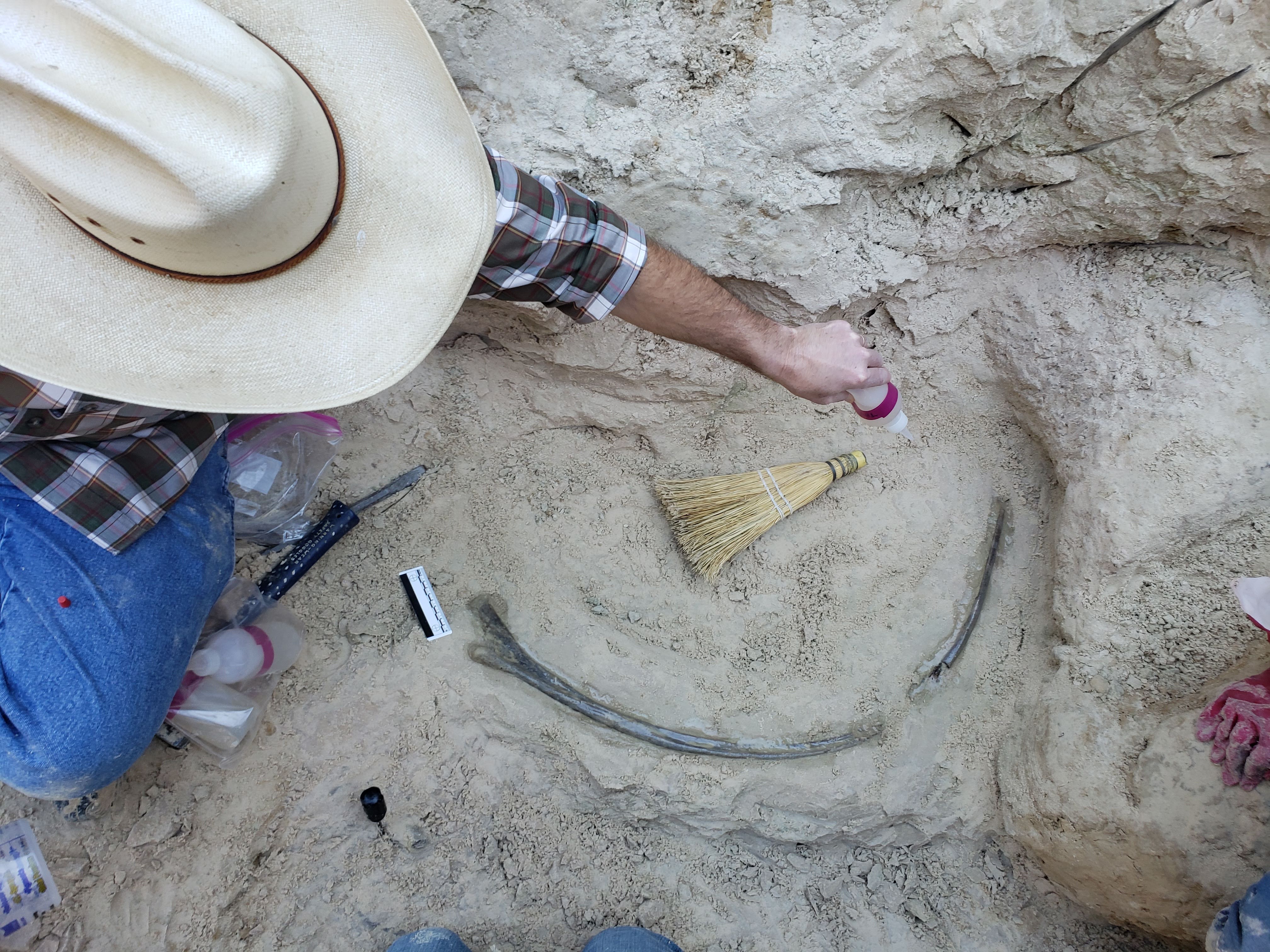 Cretaceous sauropod rib in North Texas creek bed