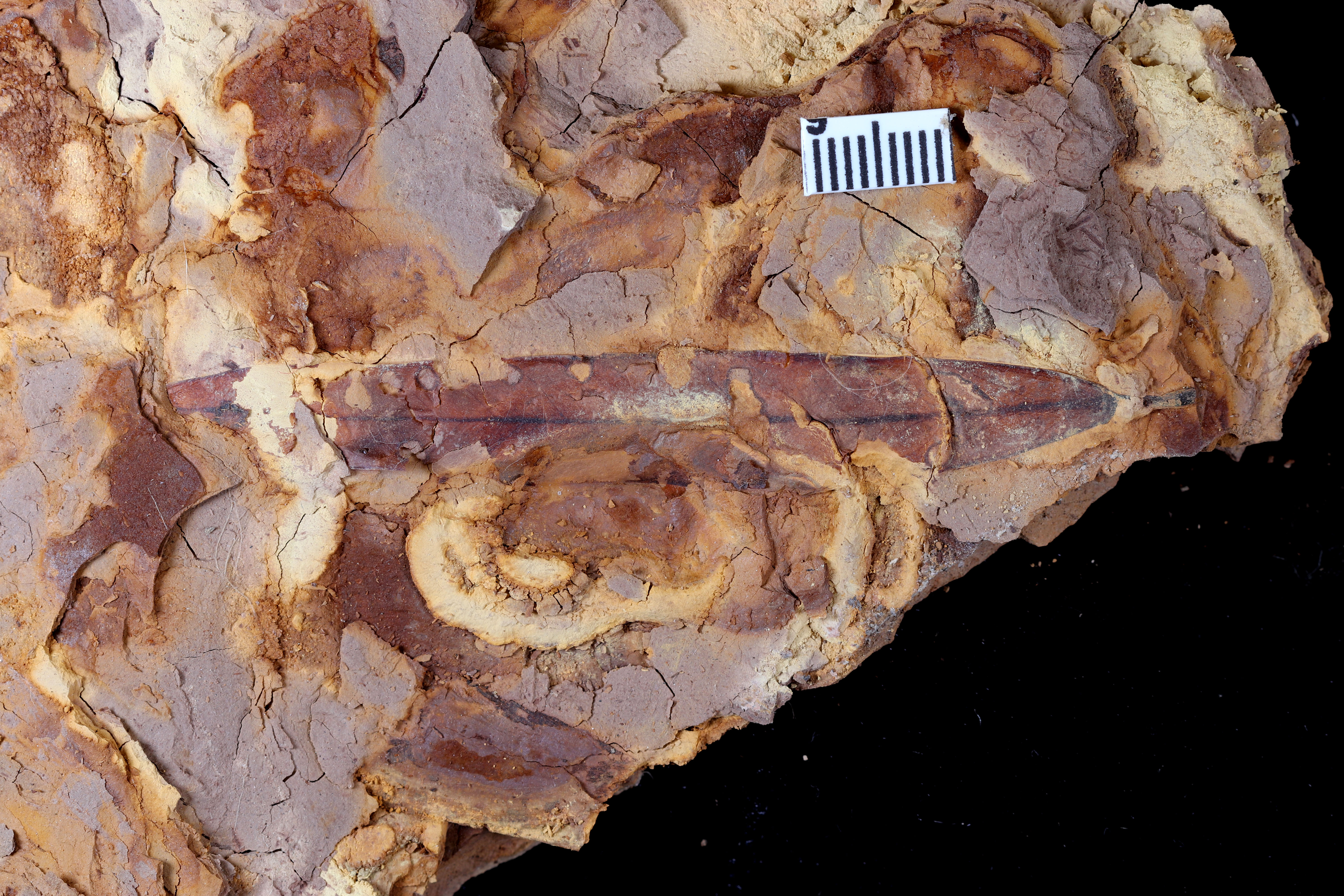 Cretaceous leaf fossil