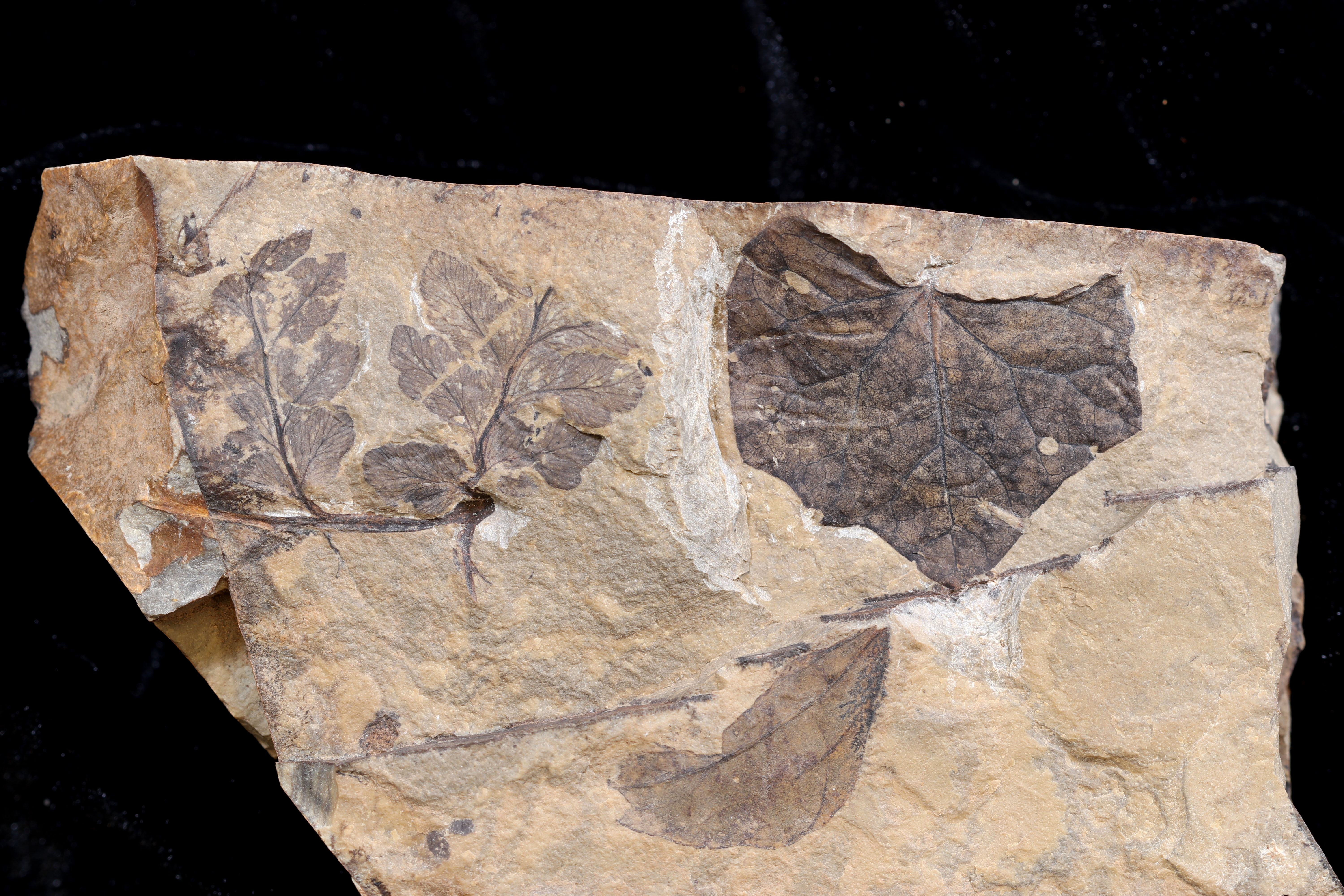 Cretaceous fern and flowering plant