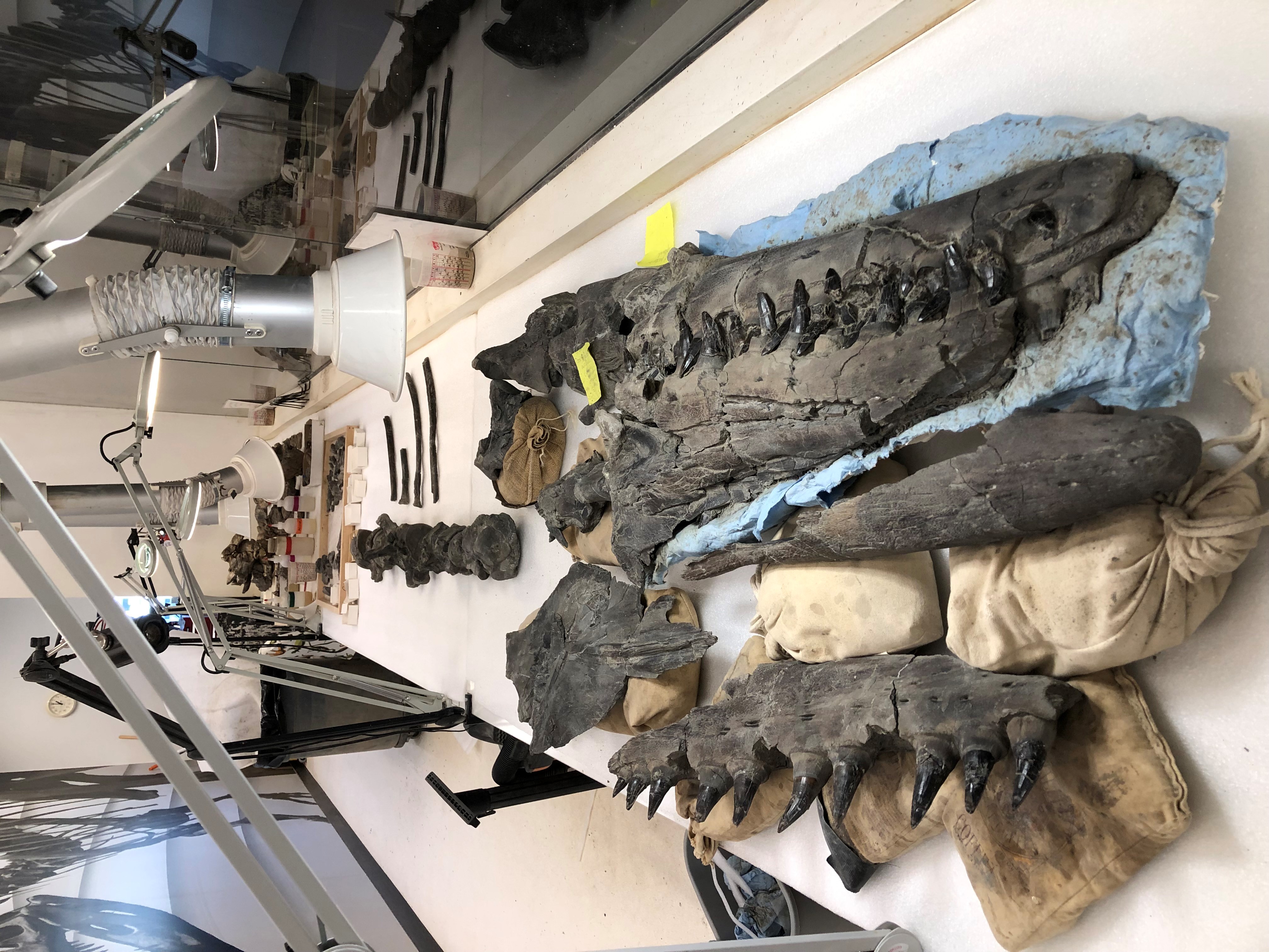 Tylosaurus fossils in Paleo Lab