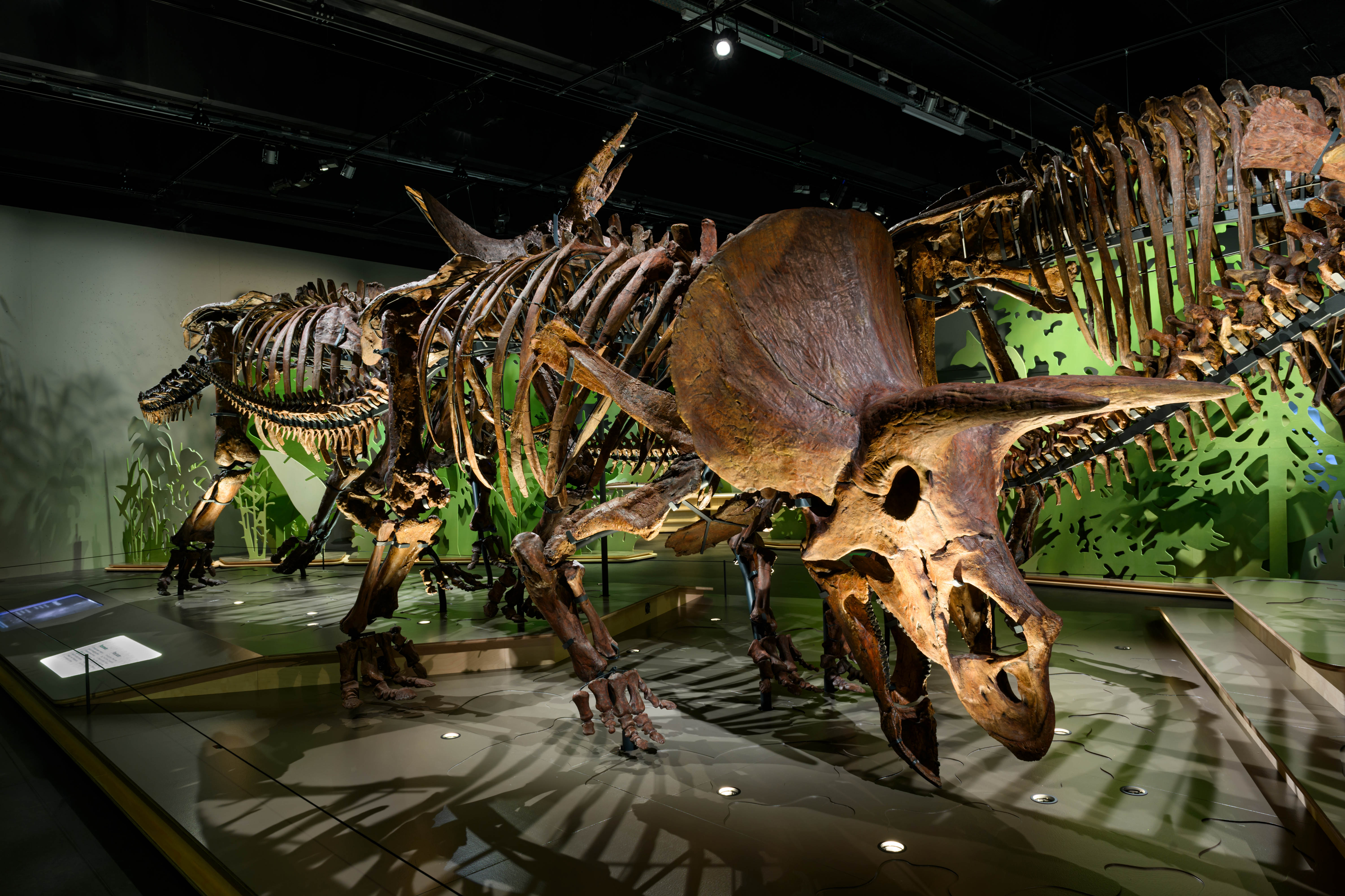 Large Triceratops skeleton