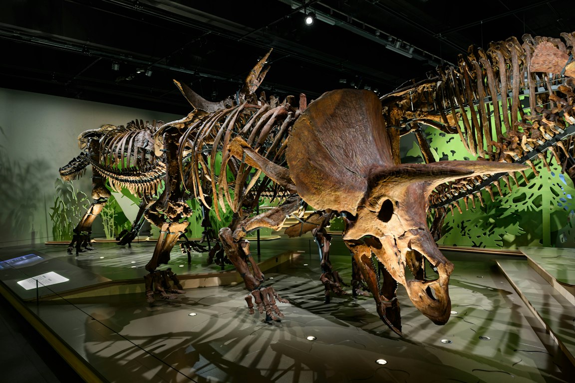 Large Triceratops skeleton