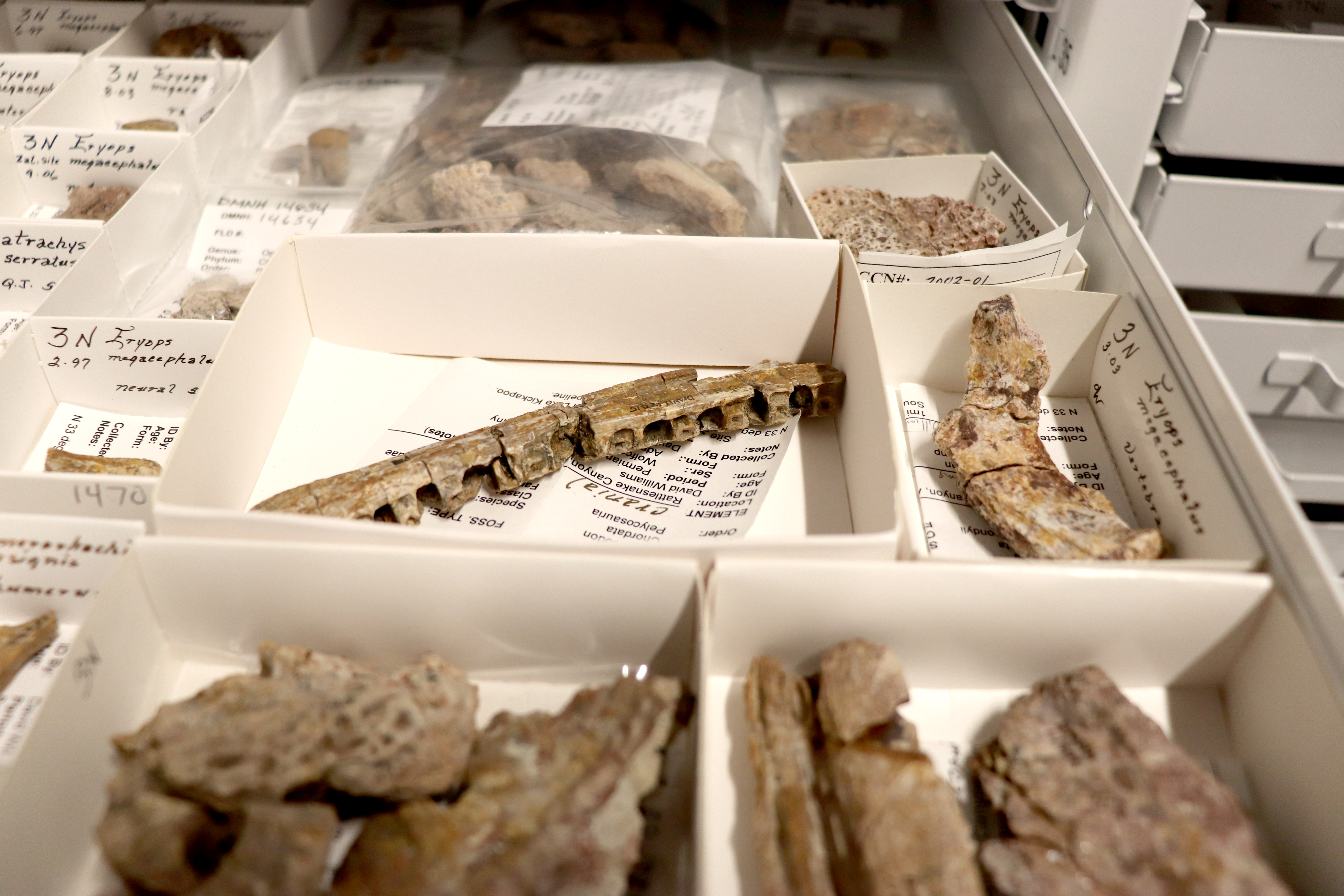 Permian fossil collection