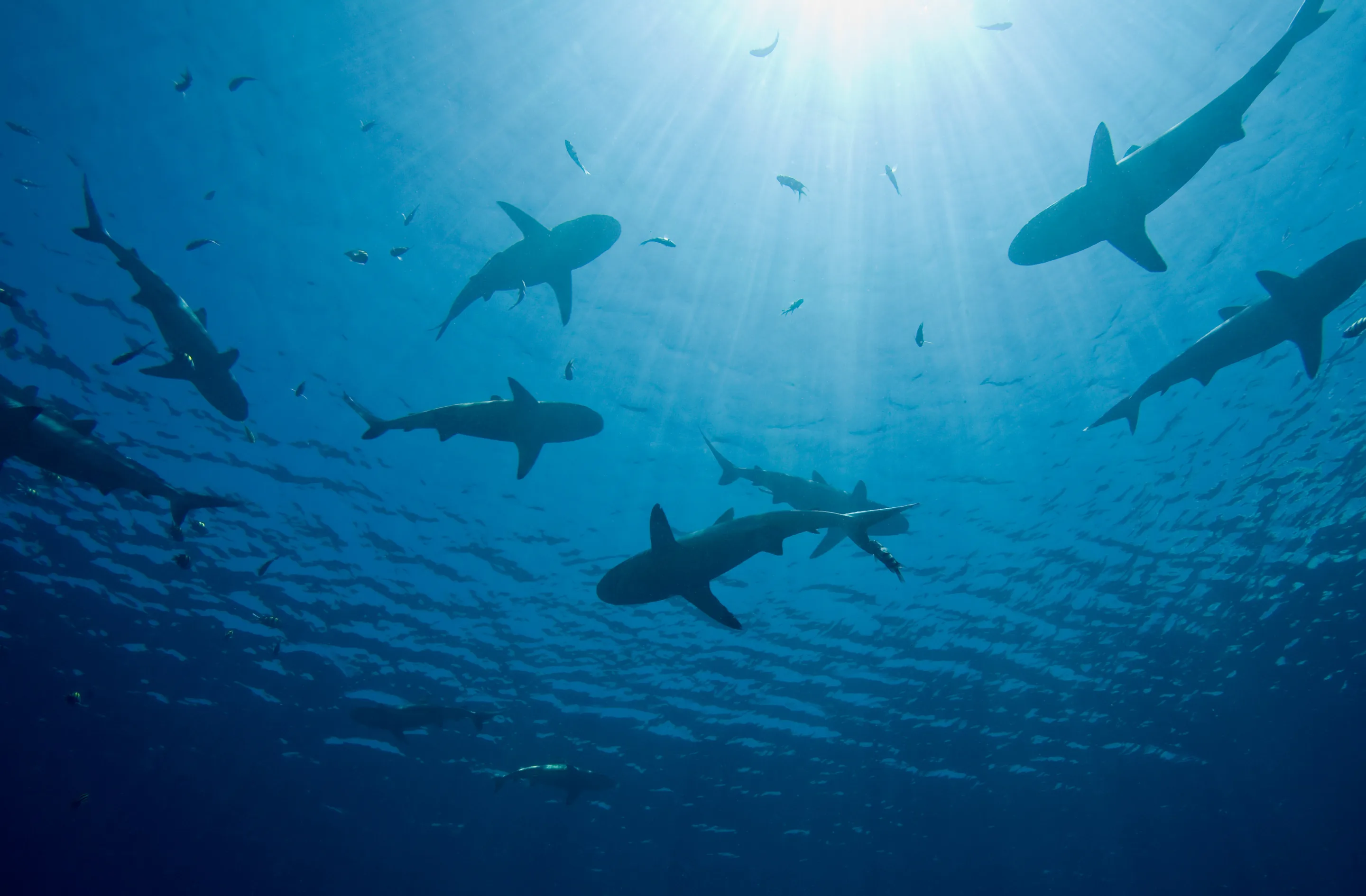 Sharks swimming in water