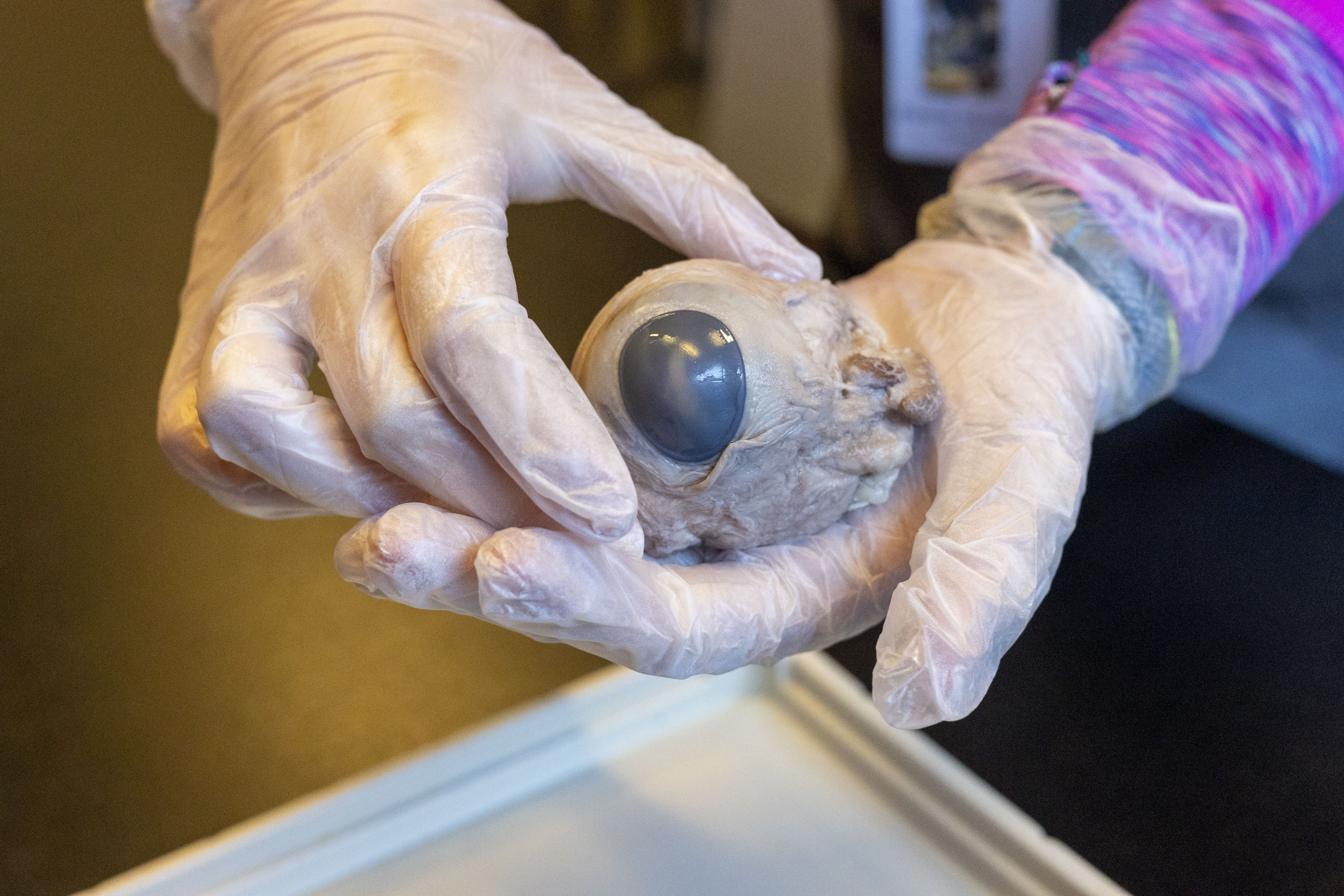 person holding eyeball