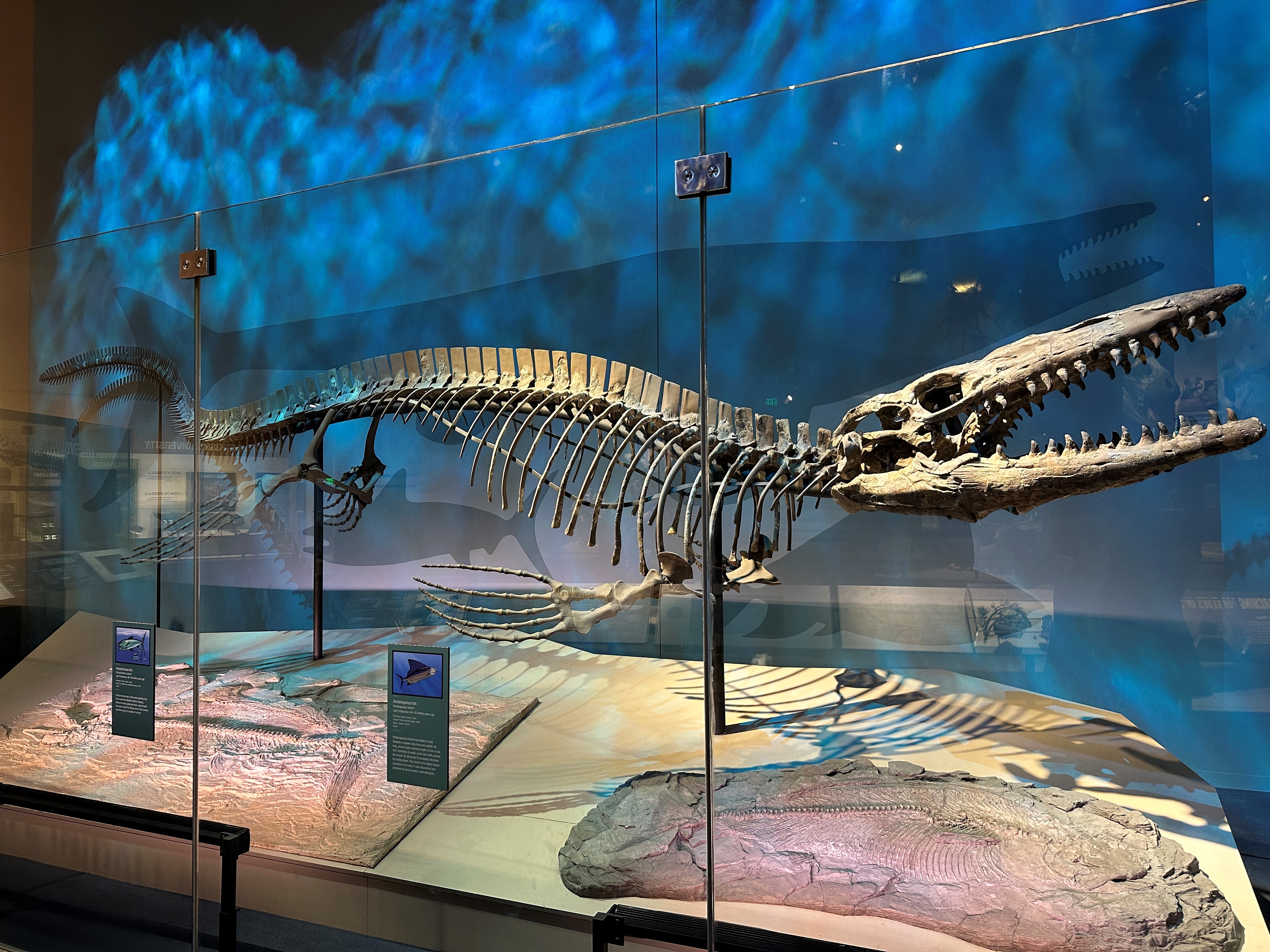 Fossil reconstruction of Tylosaurus rex