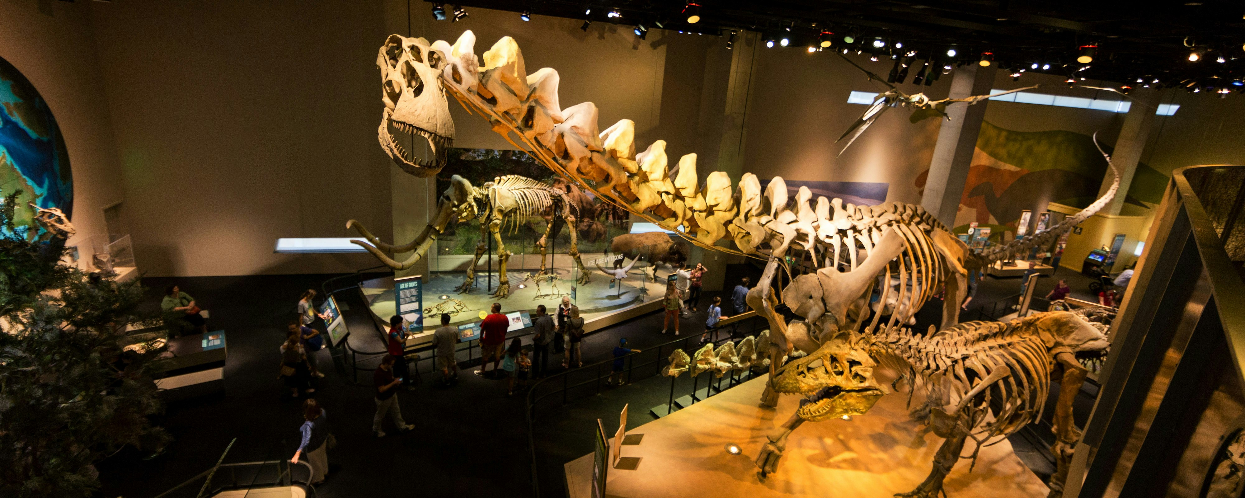 A view of the The gargantuan fossil skeletons of T. rex and Alamosaurus.