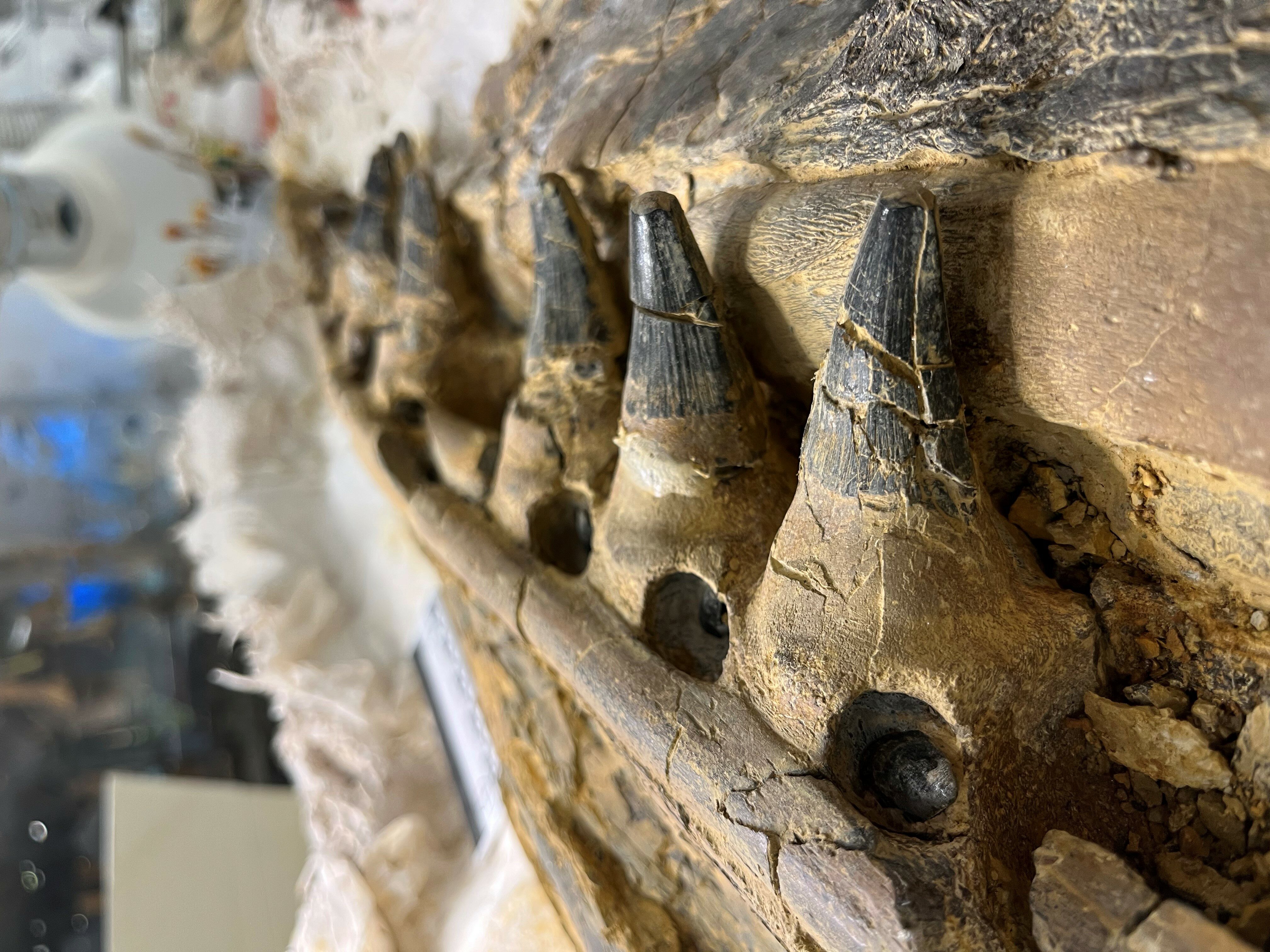 Mosasaur teeth on view in Paleo Lab
