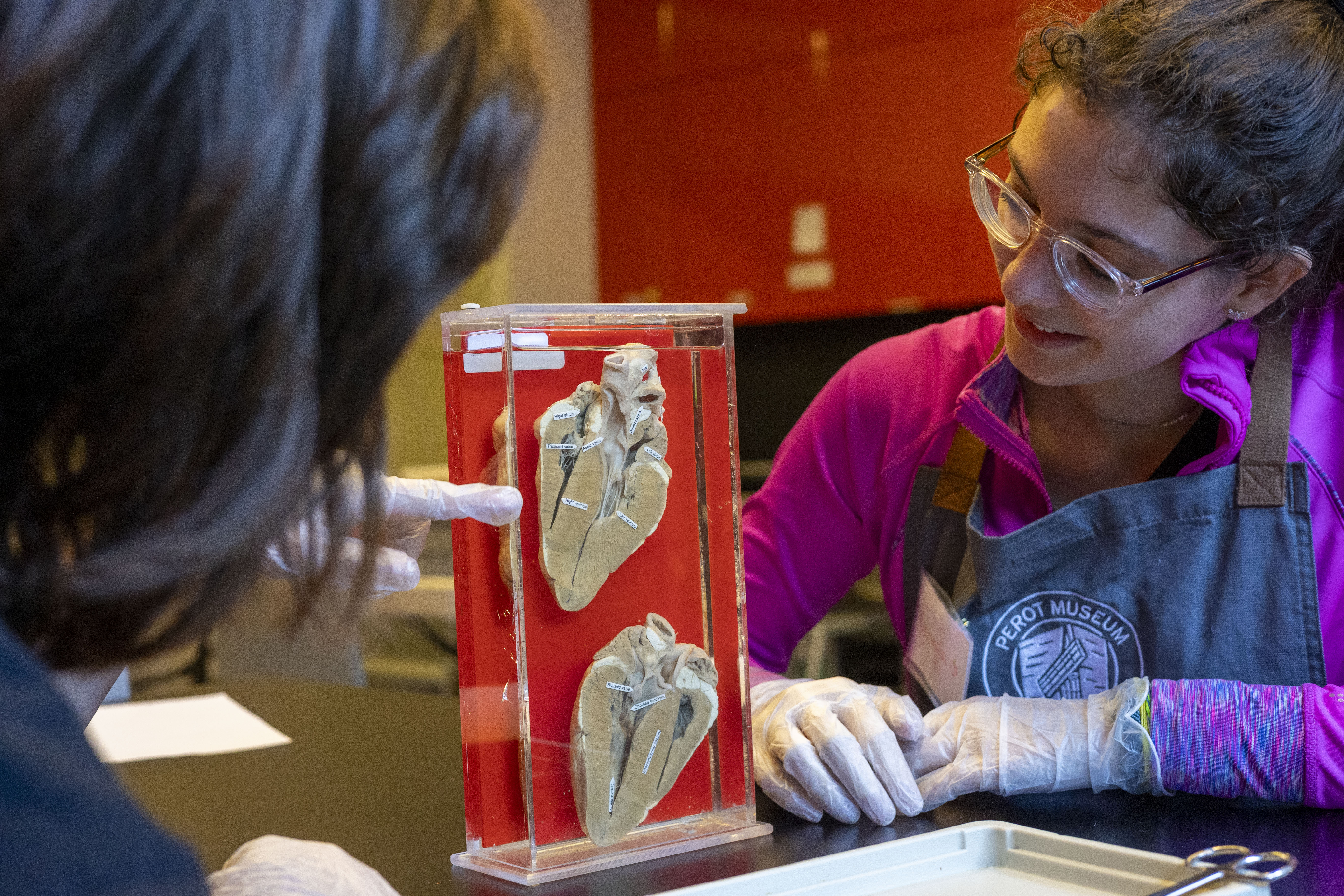 kids looking at heart displays